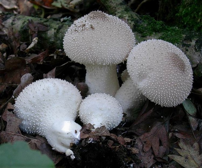 824 Ottobre vecchio ritrovamento